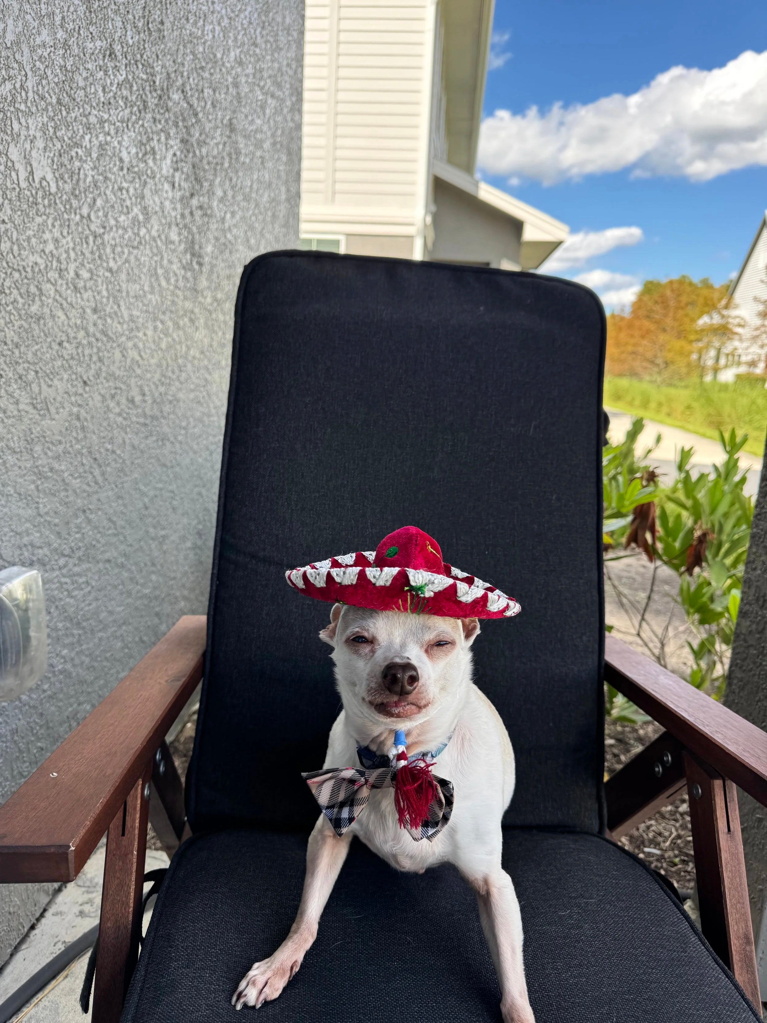 Flaco the chihuahua wearing a sombrero
